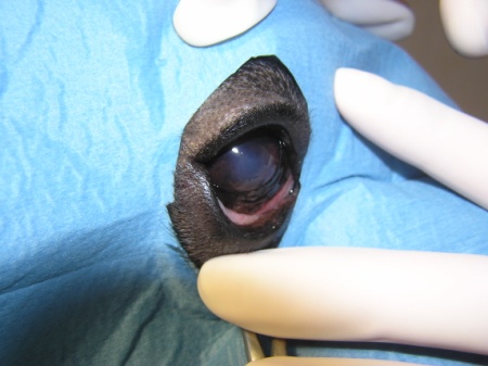 chirurgické zákroky na očích